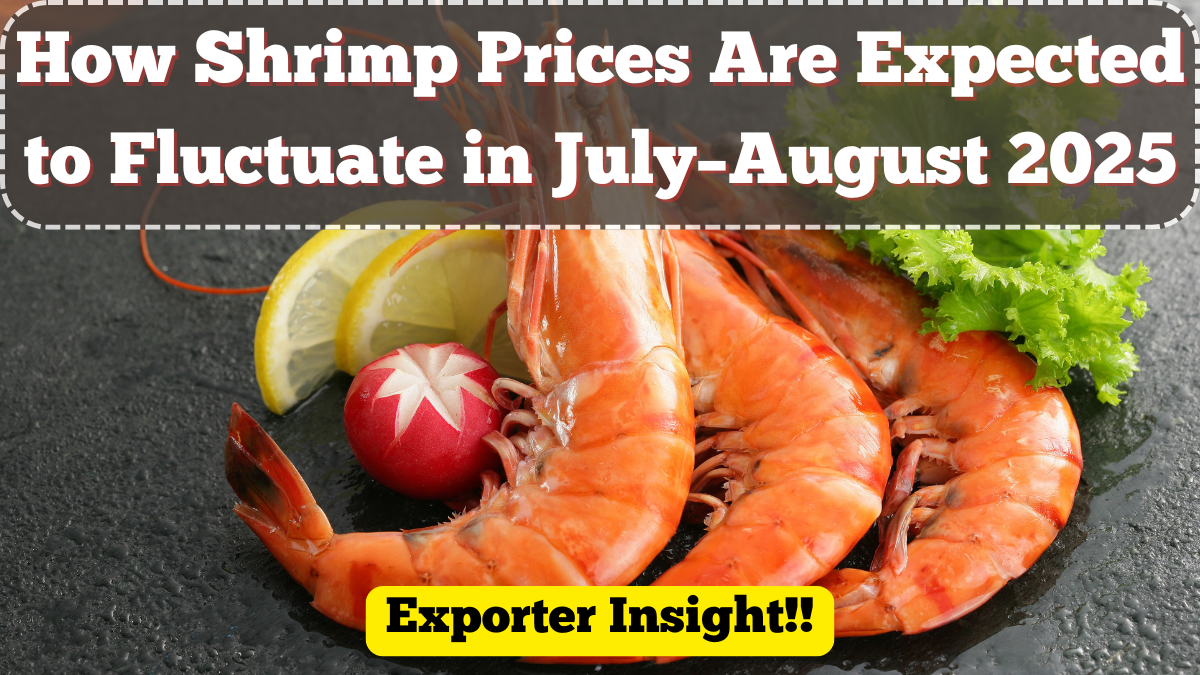 How Shrimp Prices Are Expected to Fluctuate in July–August 2025 – Exporter Insight
